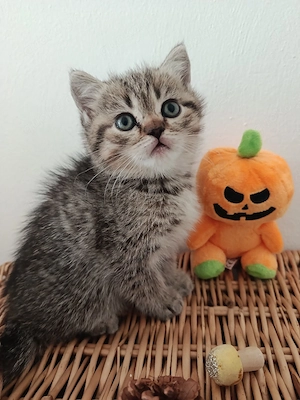 Britisch Kurzhaar Kitten,  BKH, Tabby Classic, Whiskas 