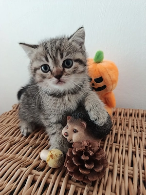 LETZTES ! Britisch Kurzhaar Kitten,  BKH, Braun Tabby,  Kater