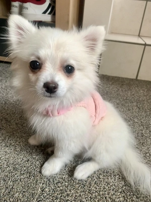 Zwergspitz Pomerian 