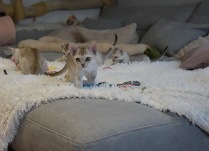 Singapura Kitten reinrassig mit sehr guten Stammbaum in liebevolle Hände zu verkaufen