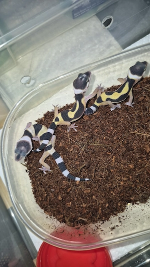 leopardgeckos Nachzchten von 2026 