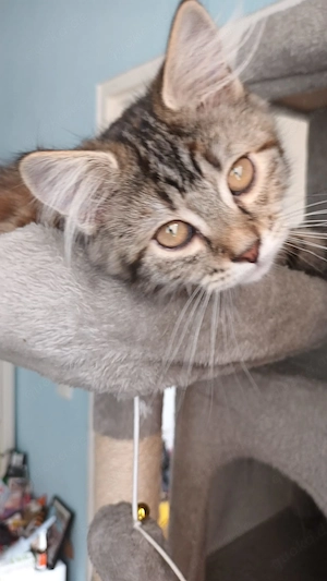 Ragdoll Tabby Mix Mädchen 13Wochen jung.