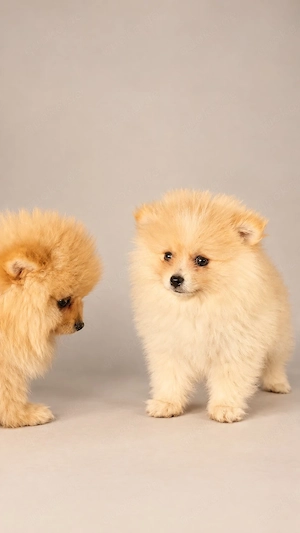 pomeranian Zwergspitz Welpen dürfen ausziehen 