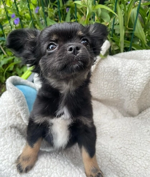 Chihuahua-Welpe 