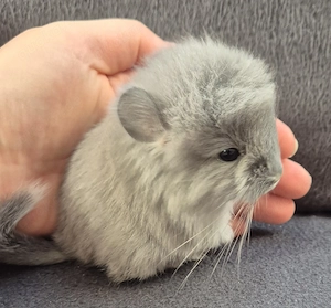 Dusty & Stitch zwei handzahme Brüder suchen ab Ende November ein neues Zuhause. Reservierung möglich