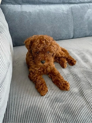 Teddy   zwergpudel toy pudel rot abgabebereit 