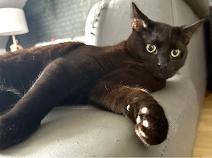 kater 1 jahr alt 