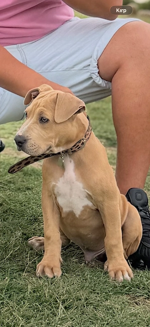 American Bully 