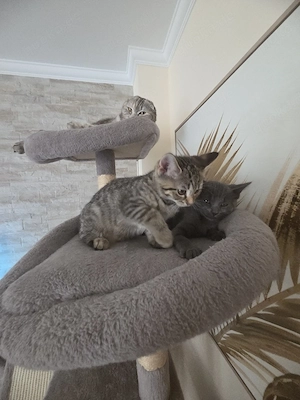 katzenbabys
