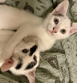 Kleiner Kater (Katzenbaby, Kitten)