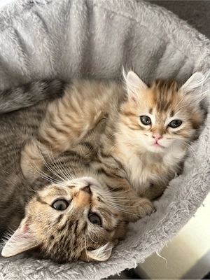 Britisch katze