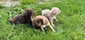 Reinrassiger Chihuahua-Welpe 