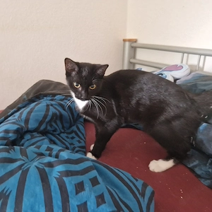 ekh kitte abzugeben 