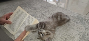 Baby Katzen 