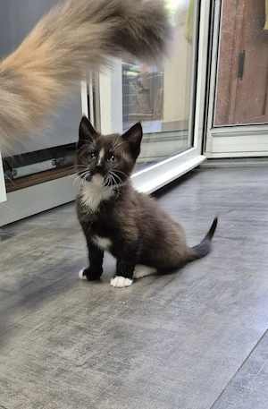 maine coon mix Kater