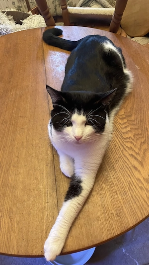 Hübscher Schmusekater sucht liebevolles zu Hause