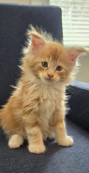 Entzückende männliche und weibliche Maine-Coon-Kätzchen