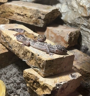 2 leopardengeckos 