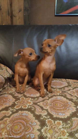 Russkiy Toy Terrier 