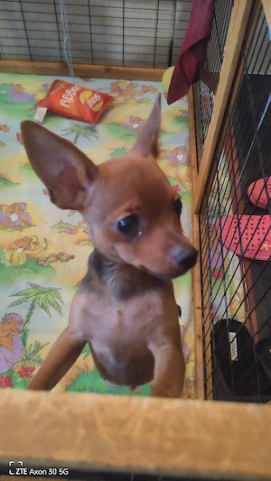 Russkiy Toy Terrier 