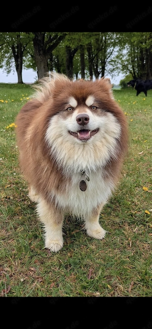 Pomsky F2 Rüde sucht zu Hause auf dem Land