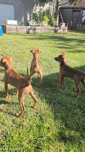 Toy Kurzhaar Klein Terrier 