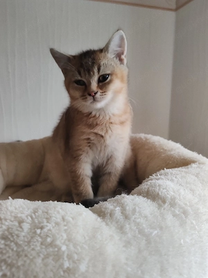 Britisch Kurzhaar Kater reinrassige 