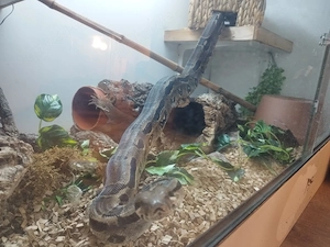 Boa Constrictor