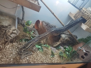 Boa Constrictor
