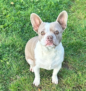 Französische Bulldoggen Prinzessin 2.5 Jahre sucht Schloss