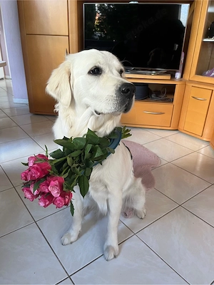 Golden Retriever Welpen