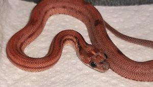 1.0 Microscale Stripe het 66% Palmetto, Caramel, Amel 25% Anery, Hypo 