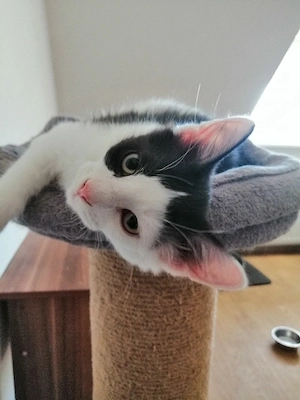 2 hübsche Kater 