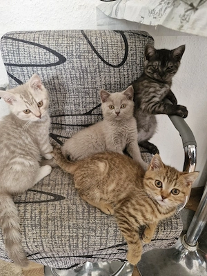  Abgabebereit  Britisch Kurzhaar Bkh  Kitten  