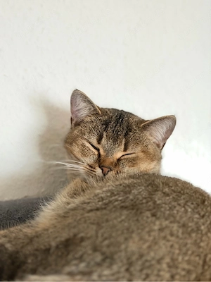 EKH Katzen Dame