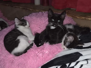 Sphynx Mix Kitten 