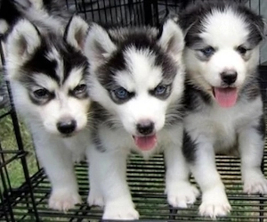 Siberian Husky Welpen mit Papieren und Blaue Augen 