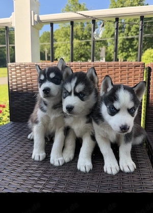 Siberia husky Welpen 