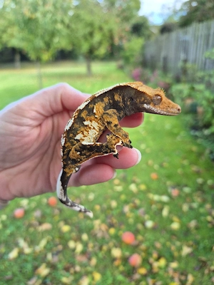 1.0 Kronengecko Männchen Correlophus ciliatus tricolor Harlequin subadult