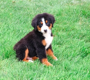    Bezaubernde Berner Sennenhund-Welpen suchen ein liebevolles Zuhause!   