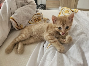 Zuckersüße BKH-Mix Kitten ( jungs) Rot-Tabby 
