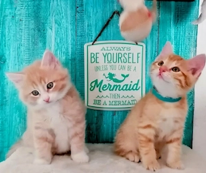 *BKH*  mix Kitten *Sandfaben*  Rot*Weiss 