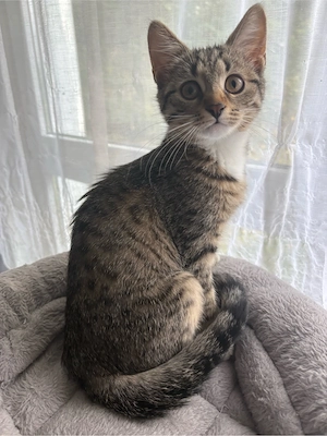  Wunderschönes Katzenmädchen (15 Wochen) sucht ein liebevolles Zuhause!