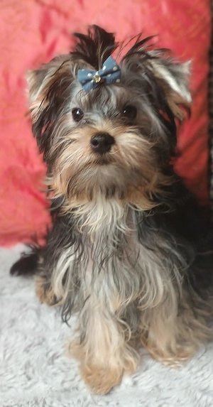 Zuckersüsse  yorkshire terrier welpe Junge