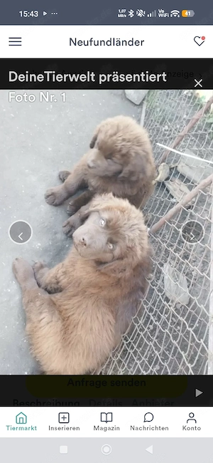 2 kleine Neufundländer Welpen suchen noch ein Zu Hause
