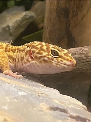 Leopardgecko Männchen 