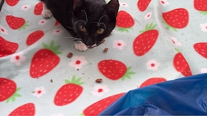 schwarzweiße katze luna 