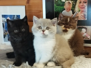 Bkh 2 bezaubernde Kitten 