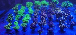 Meerwasser Euphyllia 