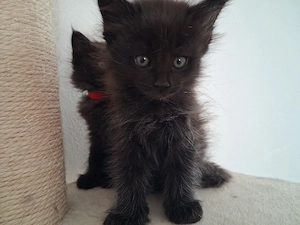 Maine Coon Xxl Kitten Black Smoke Mädchen plus jungs